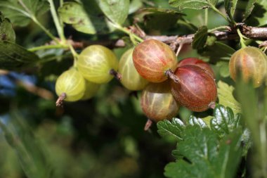 Taze olgun bektaşi üzümlerine yakın durun.