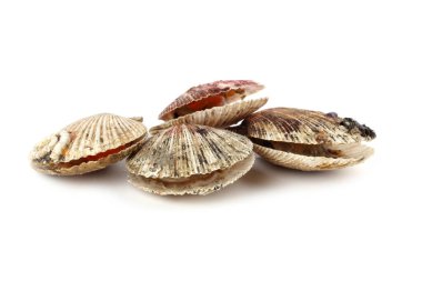 Scallops beyaz üzerine izole