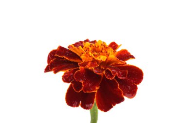 Marigold çiçeği beyaz arkaplanda izole edilmiş.