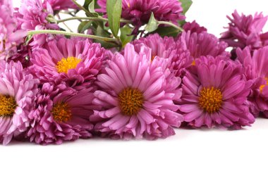 İnanılmaz çiçeklere yakın.