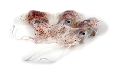 Küçük mürekkepbalıkları beyazlar üzerinde izole edilmiş