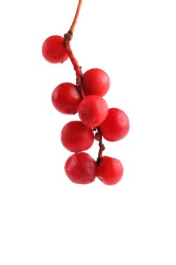 Schisandra Chinensis beyazı izole etti