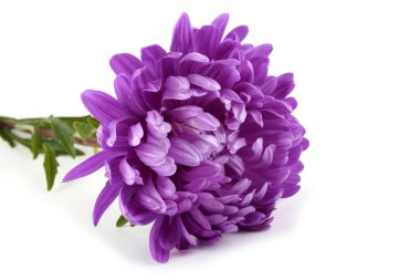 Çiçek açan muhteşem çiçeğe yaklaş