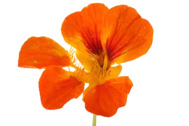 Büyüyen nasturtiyum beyazda izole edilmiş.