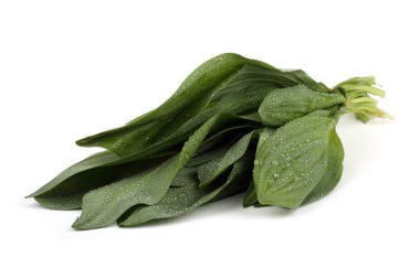 Ramson (Buckram, ayı pırasası, yabani sarımsak, ayı sarımsağı, geniş yapraklı sarımsak, ahşap sarımsak)