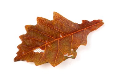 Sonbahar meşe yaprakları beyaz arkaplanda izole