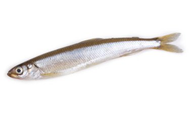 Asian smelt fish isolated on white clipart