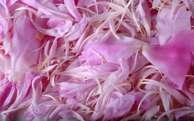 İnanılmaz çiçeklere yakın.