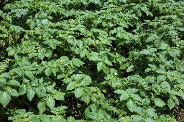 Patates yetiştiriyorum. Sahada patates hasadı