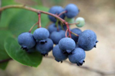 Organik taze yaban mersinlerini kapatın.