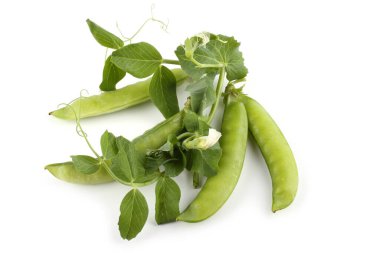 Bezelye dalı ve kabuklar beyaza izole edilmiş