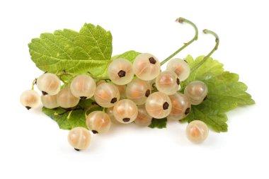 Olgun taze frenk üzümü hasadına yakın.