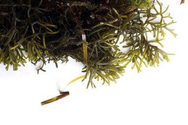 Beyaz arkaplanda yeşil yosun yaprakları