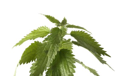 Büyüyen ısırgan otu beyazı izole eder