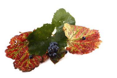 Sonbahar yapraklarındaki taze üzümler beyaza izole edilmiş.