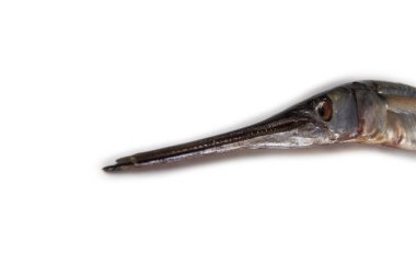 Garfish beyazda izole edilmiş.