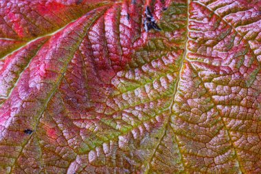 Parlak sonbahar yapraklarını kapatın.