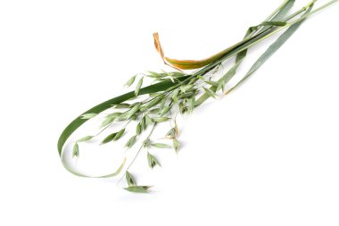 Yulaf kulağı beyazda izole