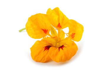 Nasturtiyum beyazda izole edilmiş