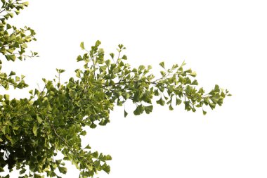 Ginkgo biloba dalları. Yaşayan fosil