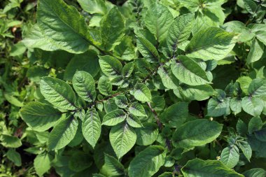 Sahada poteto yetiştiriyorum. Tarım geçmişi