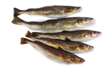 Safran morina balığı beyazda izole edilmiş.