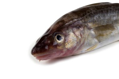 Safran morina balığı beyazda izole edilmiş.