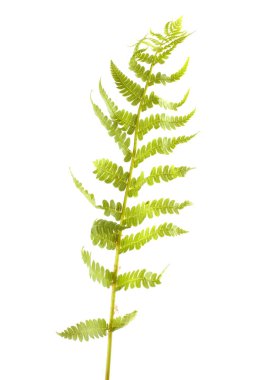 Eğreltiotu yaprağı beyaz üzerine izole