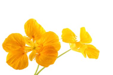 Büyüyen nasturtiyum beyazda izole edilmiş.