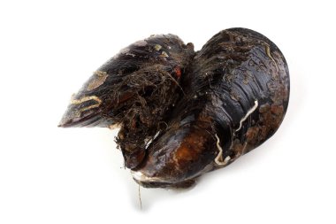 Beyazlar üzerinde yalıtılmış midyeler