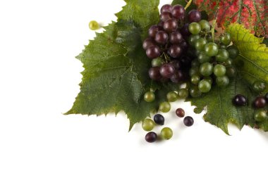 Beyaz arka planda izole edilmiş taze üzümler.