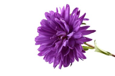 Violet aster beyazda izole edilmiş