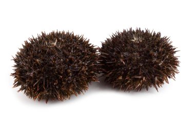 Gri deniz kestaneleri bembeyaz