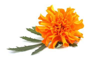 Marigold çiçeği beyaz arkaplanda izole edilmiş.