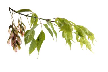 Kül yapraklı akçaağaç dalı (acer negundo)