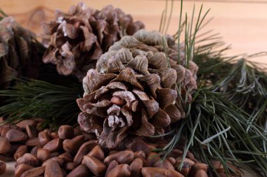 Sedir çam fıstığı masada.