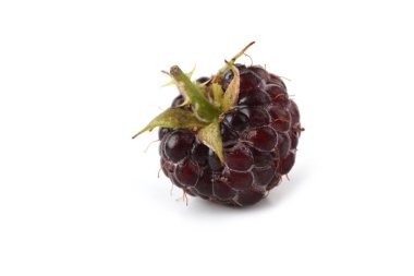 Black raspberry (Rubus occidentalis) isolated on white clipart