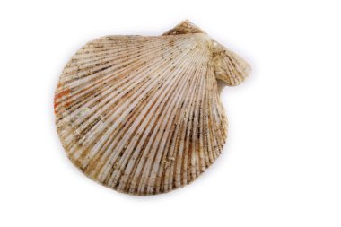 Deniz tarağı beyazda izole edildi