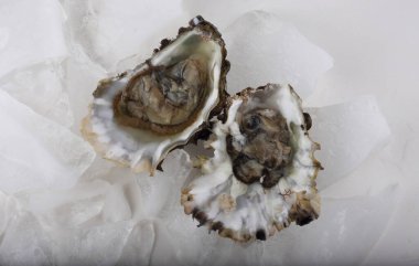 Buzlu açık istiridye