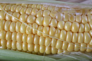 Olgun mısır hasadına yakın