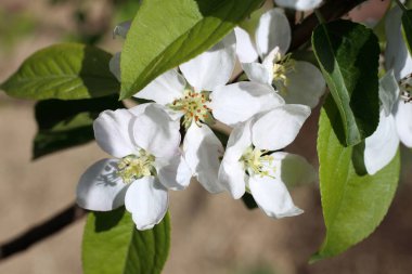 İnanılmaz çiçeklere yakın.