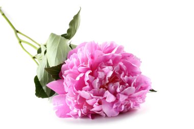 Çiçek açan muhteşem çiçeğe yaklaş