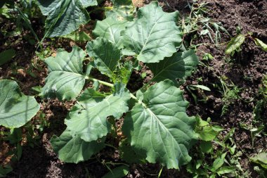 Çiftlikte lahana yetiştiriyorum. Tarım geçmişi