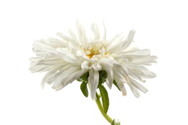 Beyaz paskalya beyazda izole