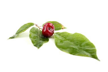 beyaz arkaplanda izole kirazlar