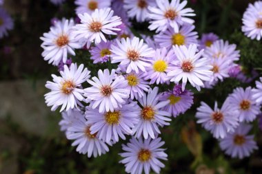 İnanılmaz çiçeklere yakın.