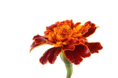 Marigold çiçeği beyaz arkaplanda izole edilmiş.