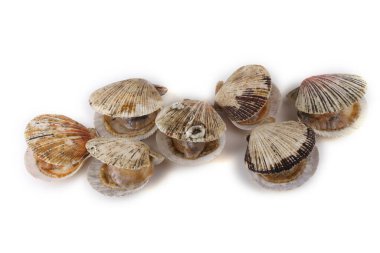 Açılmış deniz tarakları beyaz üzerine izole edildi