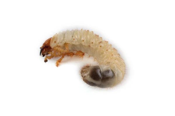 Chafer Larv Isolerad Vitt — Stockfoto