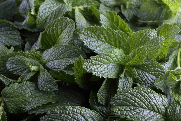 Mint Bakgrund Färska Blad — Stockfoto